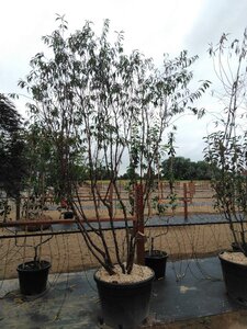 Prunus serrula 250-300 cm cont. 150L meerstammig - afbeelding 1