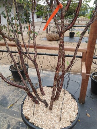 Prunus serrula 250-300 cm cont. 150L meerstammig - afbeelding 2