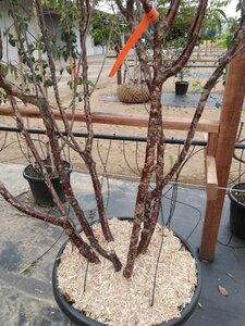 Prunus serrula 250-300 cm cont. 150L meerstammig - afbeelding 2