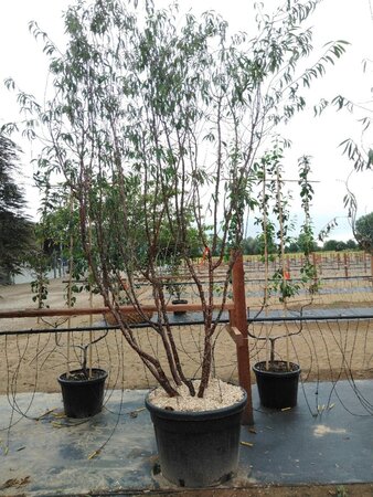 Prunus serrula 250-300 cm cont. 150L meerstammig - afbeelding 3