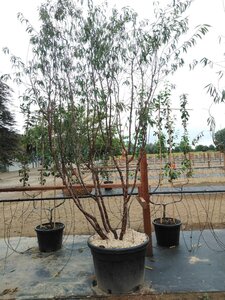 Prunus serrula 250-300 cm cont. 150L meerstammig - afbeelding 3