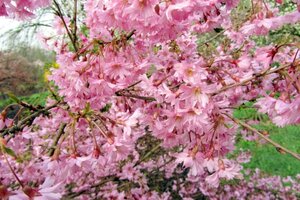Prunus subh. 'Fukubana' 80-100 cm wortelgoed struik