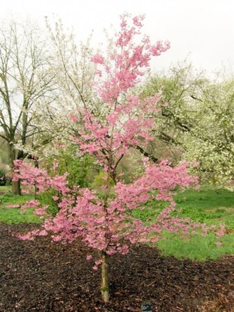 Prunus subh. 'Fukubana' 80-100 cm wortelgoed struik - afbeelding 3