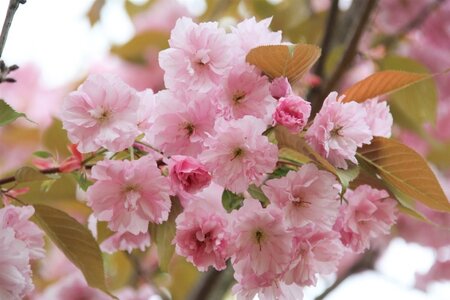 Prunus ser. 'Kanzan' 125-150 cm wortelgoed 5-8 tak struik - afbeelding 3