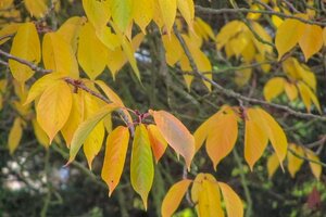 Prunus ser. 'Kanzan' 125-150 cm wortelgoed 5-8 tak struik - afbeelding 4
