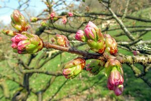 Prunus ser. 'Kanzan' 125-150 cm wortelgoed 5-8 tak struik - afbeelding 8