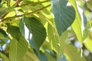 Prunus ser. 'Kanzan' 150-175 cm wortelgoed 5-8 tak struik - afbeelding 5