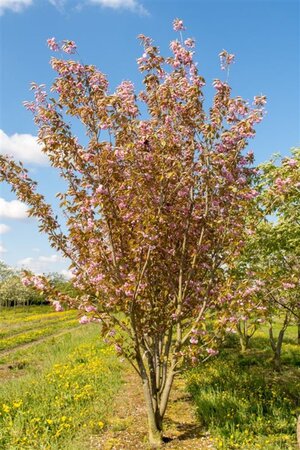 Prunus ser. 'Kanzan' 200-250 cm met kluit - afbeelding 2