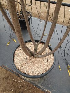 Prunus ser. 'Kanzan' 300-350 cm cont. 130L meerstammig