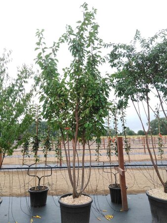 Prunus ser. 'Kanzan' 300-350 cm cont. 130L meerstammig - afbeelding 2