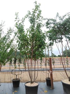 Prunus ser. 'Kanzan' 300-350 cm cont. 130L meerstammig - afbeelding 2