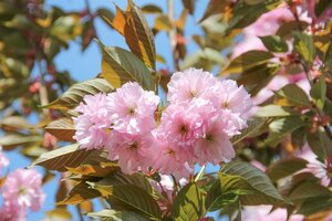 Prunus ser. 'Kanzan' 60-80 cm wortelgoed 3-4 tak struik - afbeelding 7
