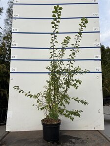 Prunus spinosa 100-125 cm cont. 7,5L - afbeelding 2