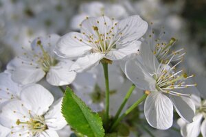 Prunus spinosa 100-125 cm wortelgoed 3-5 tak struik - afbeelding 2