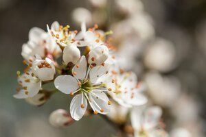 Prunus spinosa 100-125 cm wortelgoed 3-5 tak struik - afbeelding 5