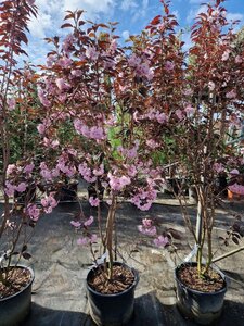 Prunus ser. 'Royal Burgundy' 175-200 cm container meerstammig