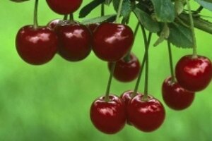 Prunus c. 'Kelleris 16' 25-30 Hoogstam draadkluit 4 X verplant - afbeelding 2
