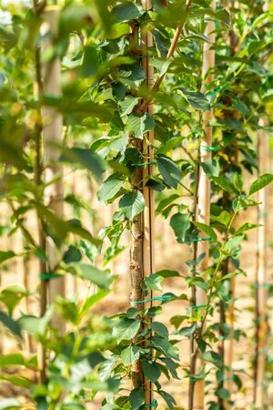 Prunus c. 'Kelleris 16' 25-30 Hoogstam draadkluit 4 X verplant - afbeelding 3