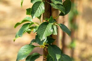 Prunus c. 'Kelleris 16' dubbele U met rek wortelgoed