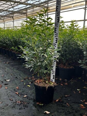 Prunus lusitanica 'Angustifolia' 100-125 cm cont. 7,5L - afbeelding 2