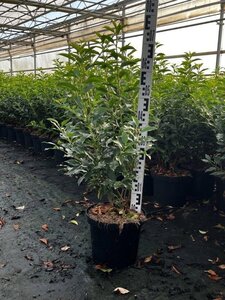 Prunus lusitanica 'Angustifolia' 100-125 cm cont. 7,5L - afbeelding 2