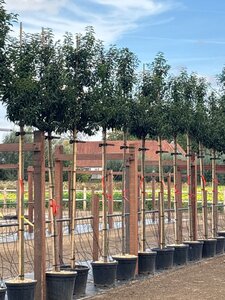 Prunus lusitanica 'Angustifolia' 10-12 Hoogstam cont. 30L - afbeelding 1
