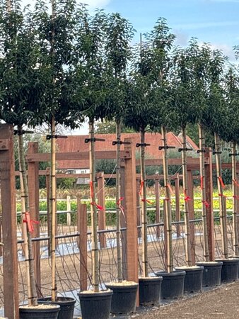 Prunus lusitanica 'Angustifolia' 10-12 Hoogstam cont. 30L - afbeelding 2