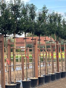 Prunus lusitanica 'Angustifolia' 10-12 Hoogstam cont. 30L - afbeelding 2