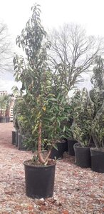 Prunus lusitanica 'Angustifolia' 120-140 cm cont. 15L