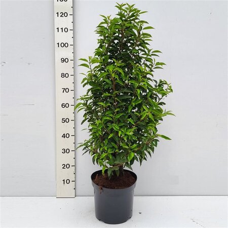 Prunus lusitanica 'Angustifolia' 120-140 cm cont. 20L