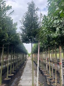 Prunus lusitanica 'Angustifolia' 12-14 Hoogstam cont. 35L