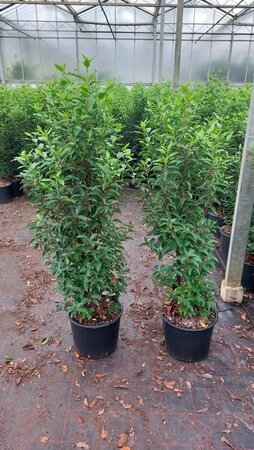 Prunus lusitanica 'Angustifolia' 125-150 cm cont. 15L - afbeelding 1