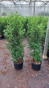 Prunus lusitanica 'Angustifolia' 125-150 cm cont. 15L