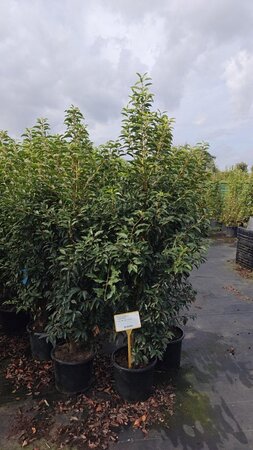 Prunus lusitanica 'Angustifolia' 125-150 cm cont. 15L - afbeelding 2