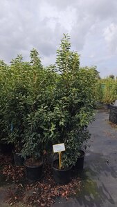 Prunus lusitanica 'Angustifolia' 125-150 cm cont. 15L - afbeelding 2