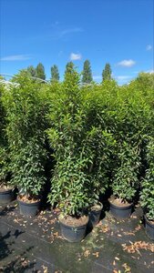 Prunus lusitanica 'Angustifolia' 150-175 cm cont. 20L