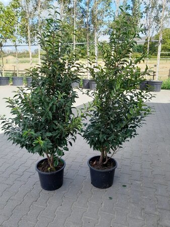 Prunus lusitanica 'Angustifolia' 150-175 cm cont. 20L - afbeelding 3