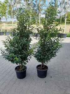 Prunus lusitanica 'Angustifolia' 150-175 cm cont. 20L - afbeelding 3