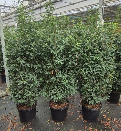 Prunus lusitanica 'Angustifolia' 150-175 cm cont. 20L - afbeelding 2