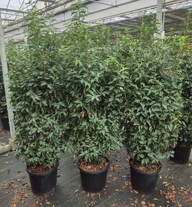 Prunus lusitanica 'Angustifolia' 150-175 cm cont. 20L - afbeelding 2