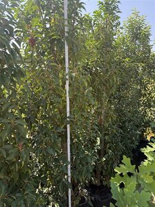 Prunus lusitanica 'Angustifolia' 175-200 cm BAG