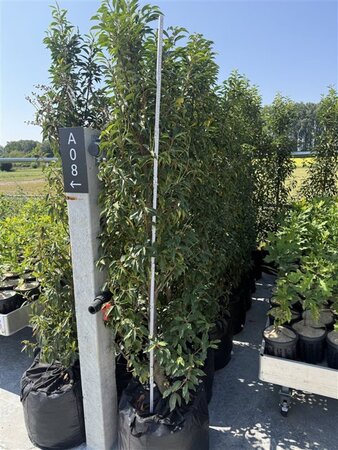 Prunus lusitanica 'Angustifolia' 175-200 cm BAG - afbeelding 2