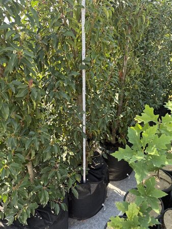 Prunus lusitanica 'Angustifolia' 175-200 cm BAG - afbeelding 3
