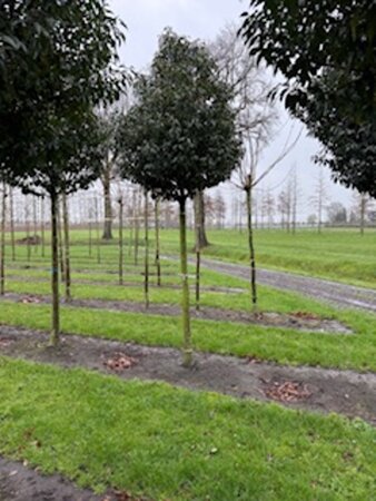 Prunus lusitanica 'Angustifolia' 20-25 Hoogstam draadkluit 3 X verplant - afbeelding 1