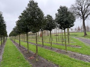 Prunus lusitanica 'Angustifolia' 20-25 Hoogstam draadkluit 3 X verplant - afbeelding 2