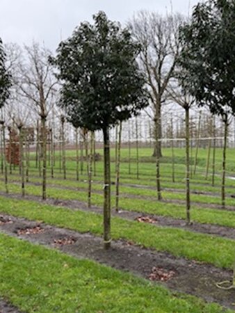 Prunus lusitanica 'Angustifolia' 20-25 Hoogstam draadkluit 3 X verplant - afbeelding 3