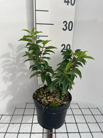 Prunus lusitanica 'Angustifolia' 20-30 cm cont. 2,0L