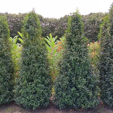 Prunus lusitanica 'Angustifolia' 300-350 cm draadkluit - afbeelding 4