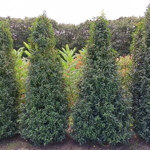Prunus lusitanica 'Angustifolia' 300-350 cm draadkluit - afbeelding 4