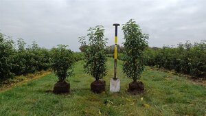 Prunus lusitanica 'Angustifolia' 40-60 cm met kluit